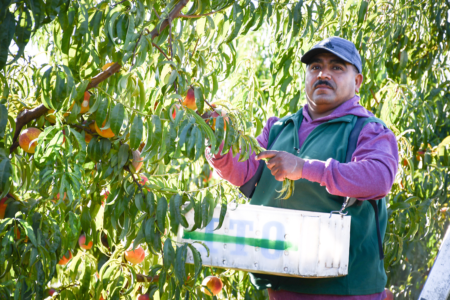 Farmworker Awareness Week 2022 Meet The Essential People Who Feed You Foodwise 1817